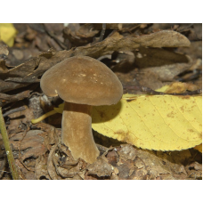 Мицелий Млечника темно-бурого / Млечник буроватый (Lactarius fuliginosus) Мицелий Млечника темно-бурого / Млечник буроватый (Lactarius fuliginosus)